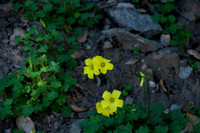 Flower(s) - 9