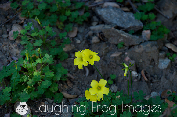 Flower(s) - 9