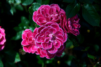 Flower(s) - 10