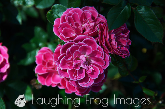 Flower(s) - 10
