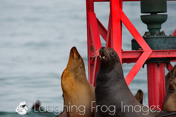 Harbor Seals, Ventura CA 2