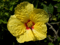 Flower(s) - 3