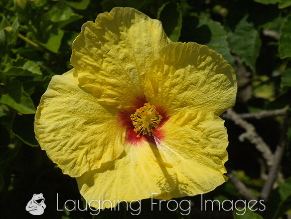 Flower(s) - 3