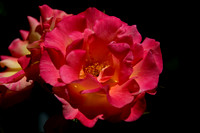 Flower(s) - 12