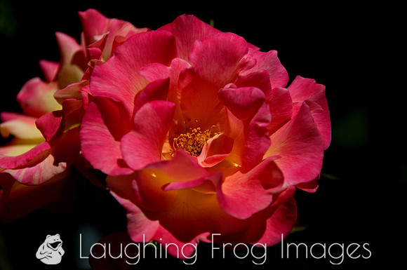 Flower(s) - 12