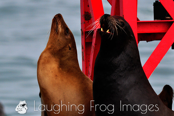 Harbor Seals, Ventura CA 5