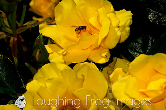 Flower(s) - 16