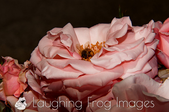 Flower(s) - 14
