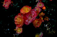 Flower(s) - 18