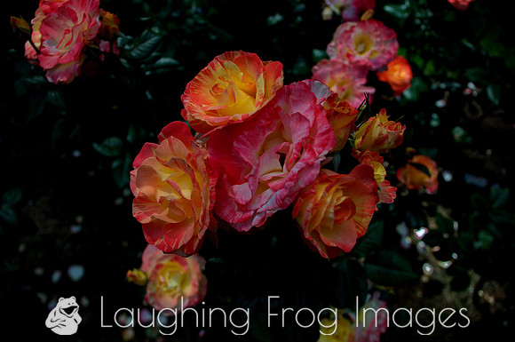 Flower(s) - 18