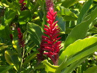 Flower(s) - 5