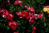 Flower(s) - 11