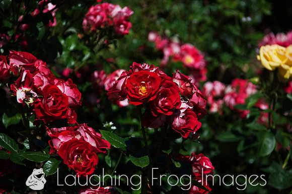 Flower(s) - 11